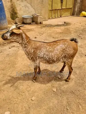 Cattle Animals