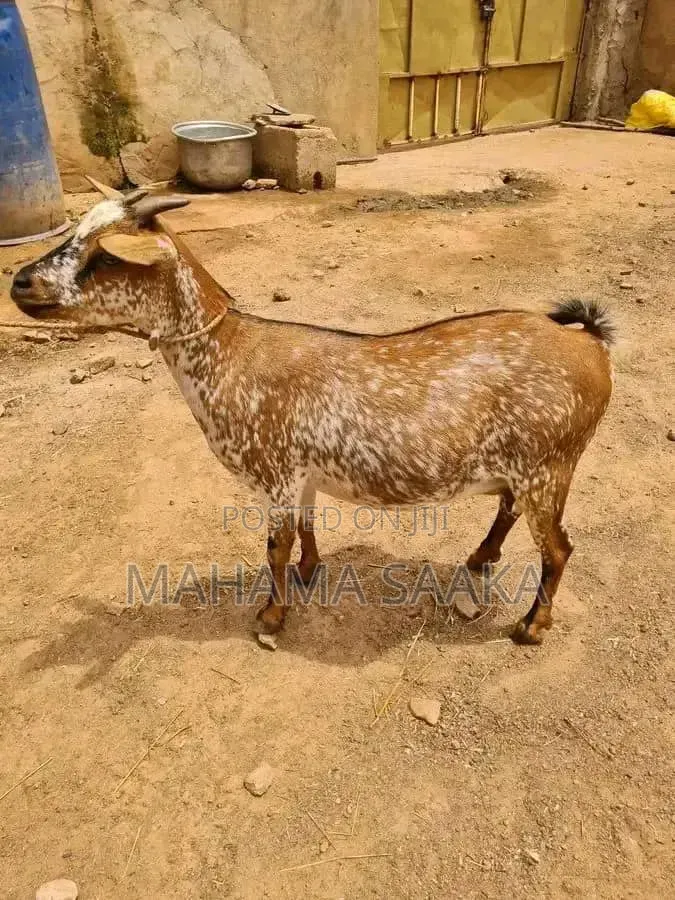 Cattle Animals