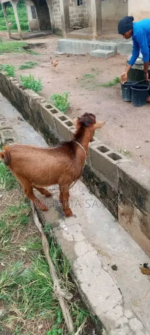 Cattle Animals