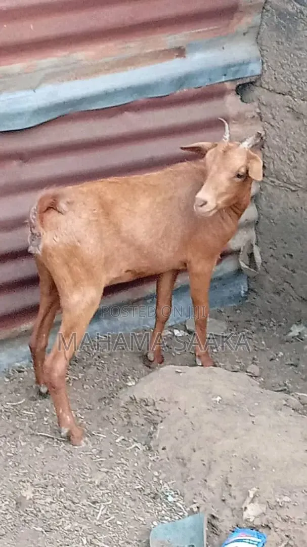 Cattle Animals