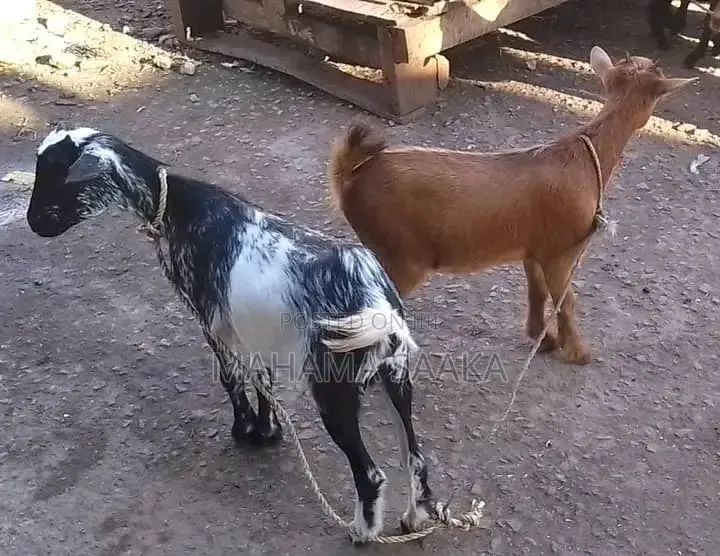 Cattle Animals