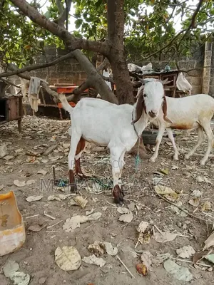 Cattle Animals