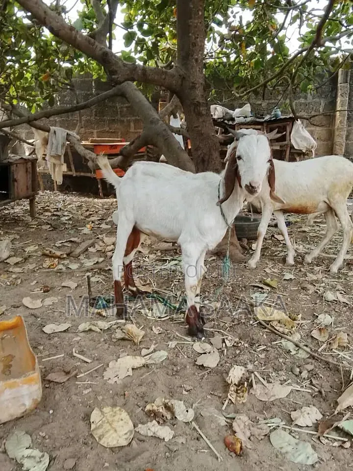 Cattle Animals