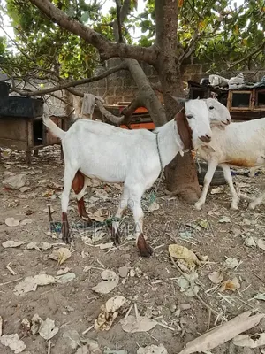 Cattle Animals