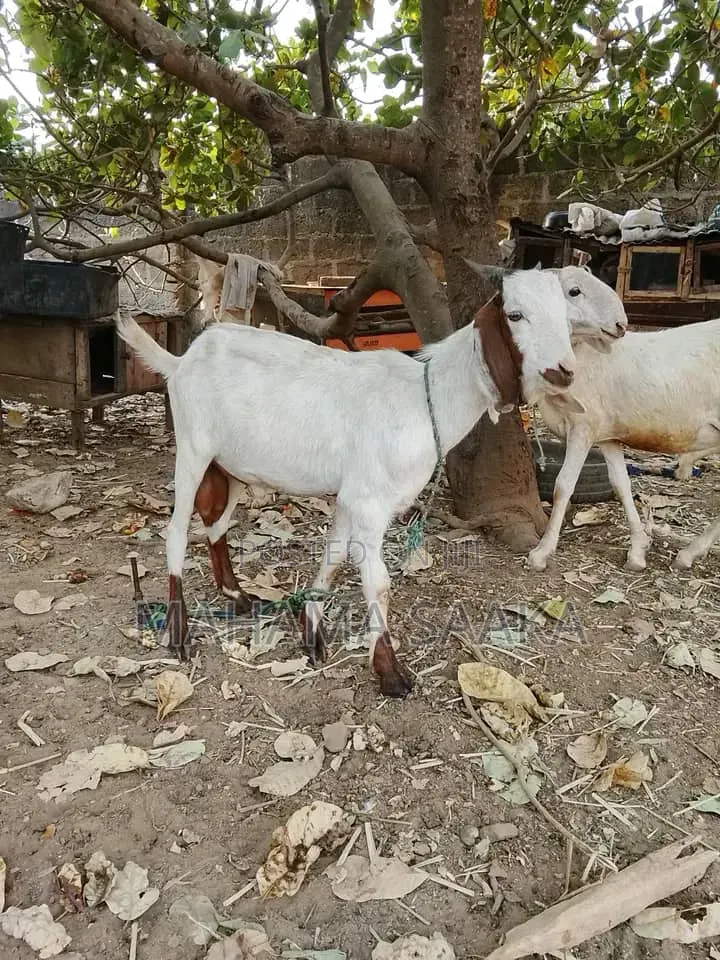 Cattle Animals