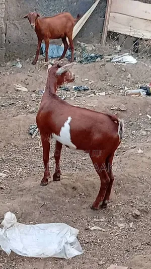 Cattle Animals