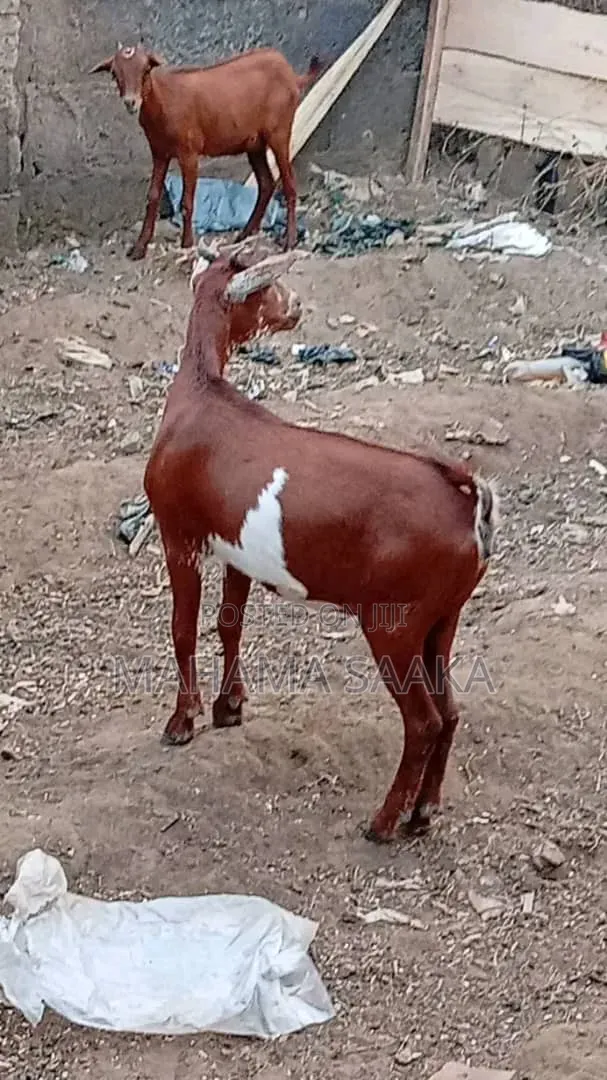 Cattle Animals