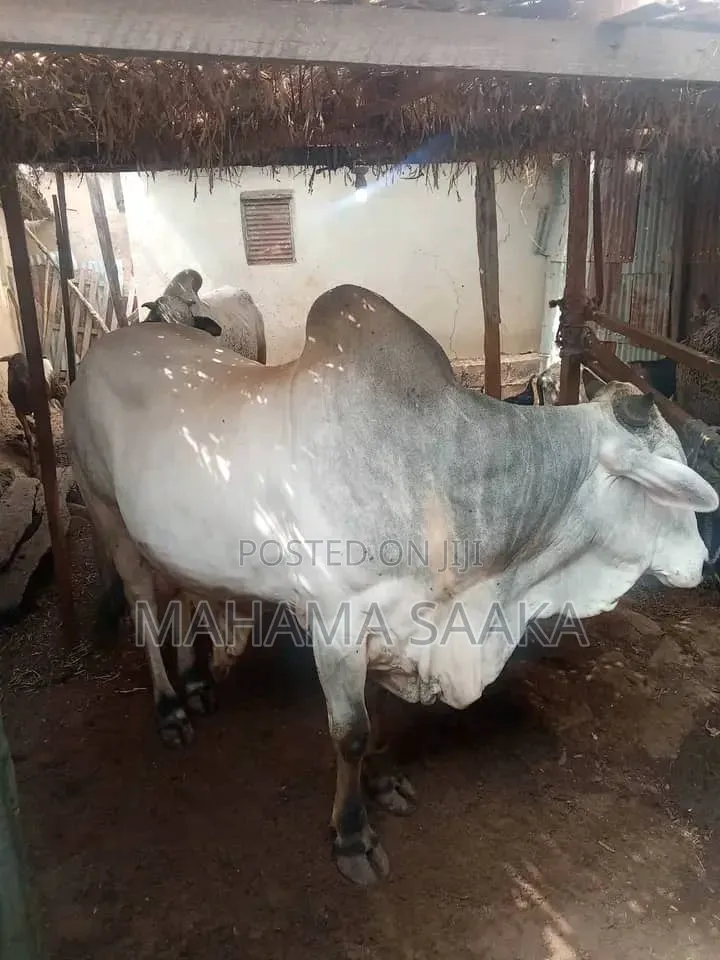 Cattle Animals