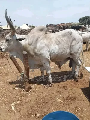 Cattle Animals