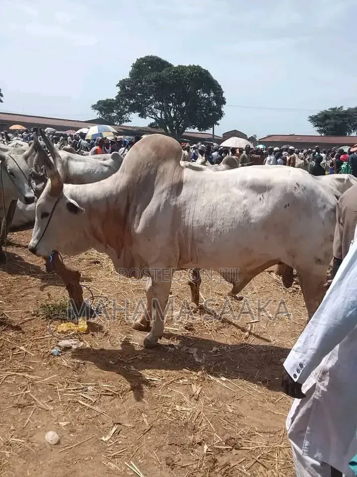 Cattle Animals