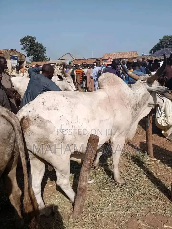 Cattle Animals