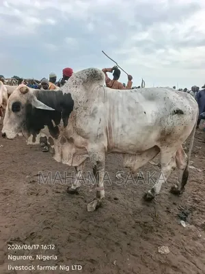 Cattle Animals