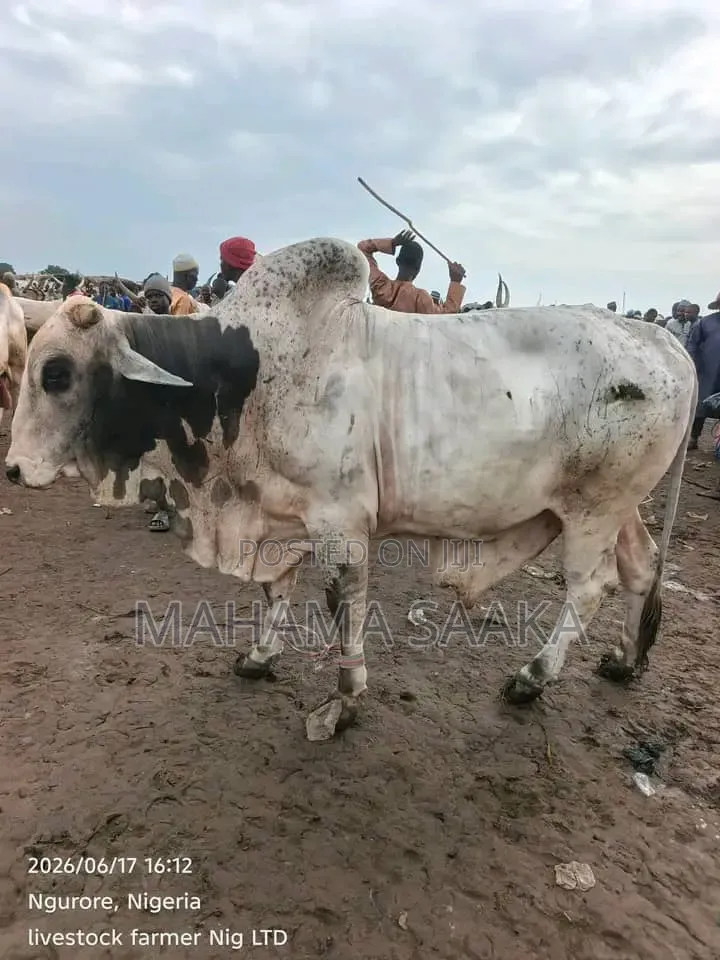 Cattle Animals