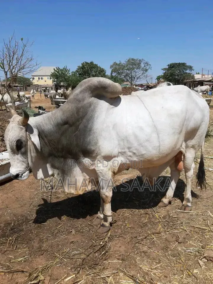 Cattle Animals