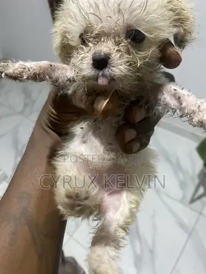1-3 months Female Mixed Breed Maltese