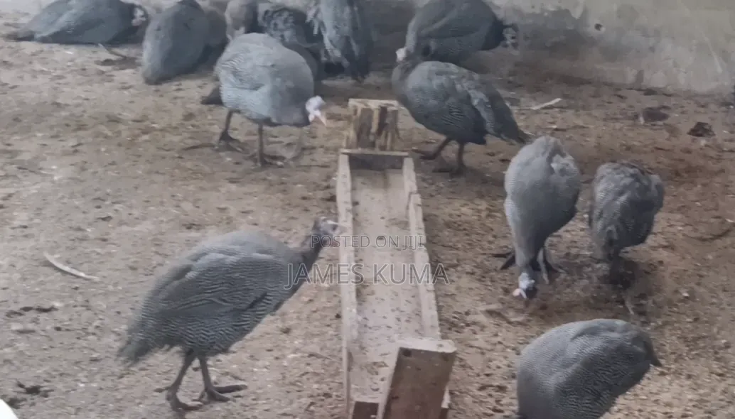 Guinea Fowls