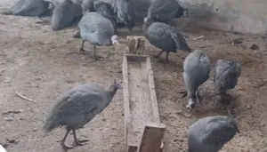 Guinea Fowls