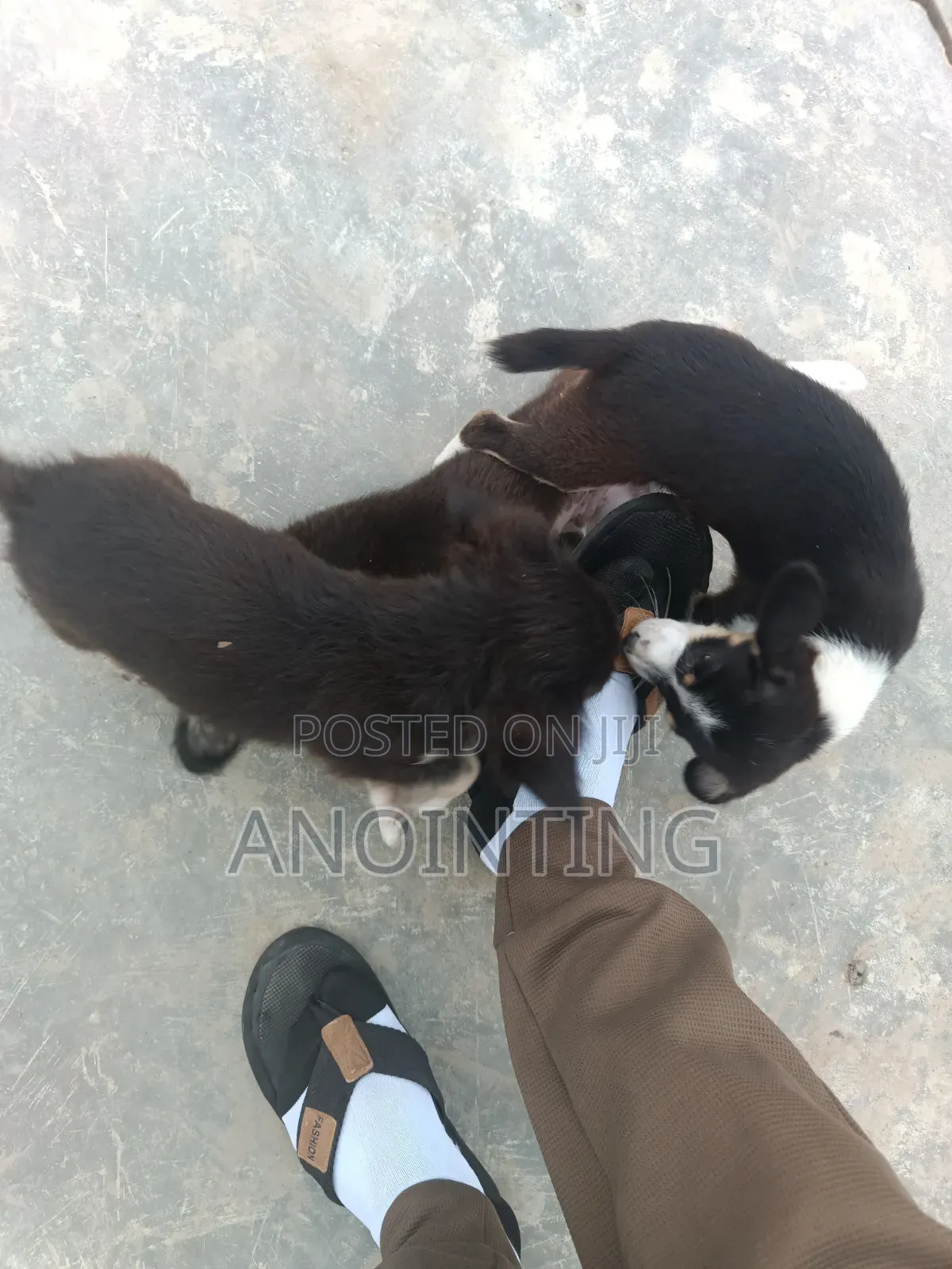 1-3 months Female Mixed Breed Poodle