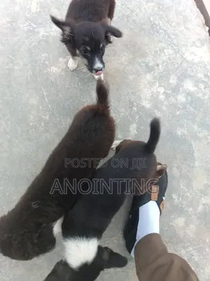 1-3 months Female Mixed Breed Poodle