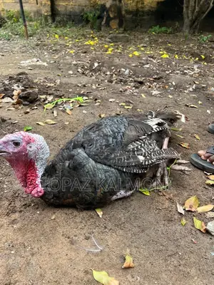 Turkey Organic Local