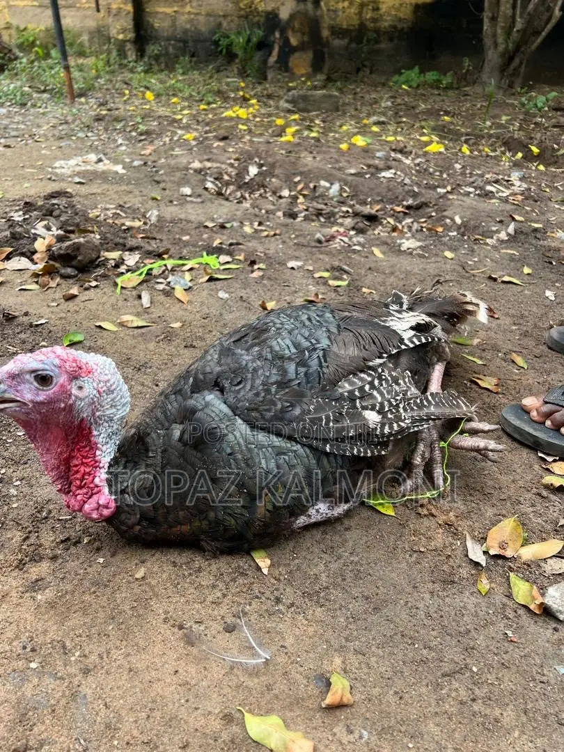 Turkey Organic Local