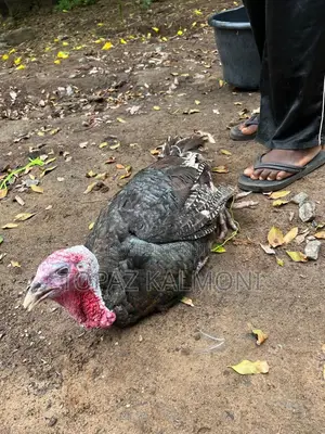 Turkey Organic Local