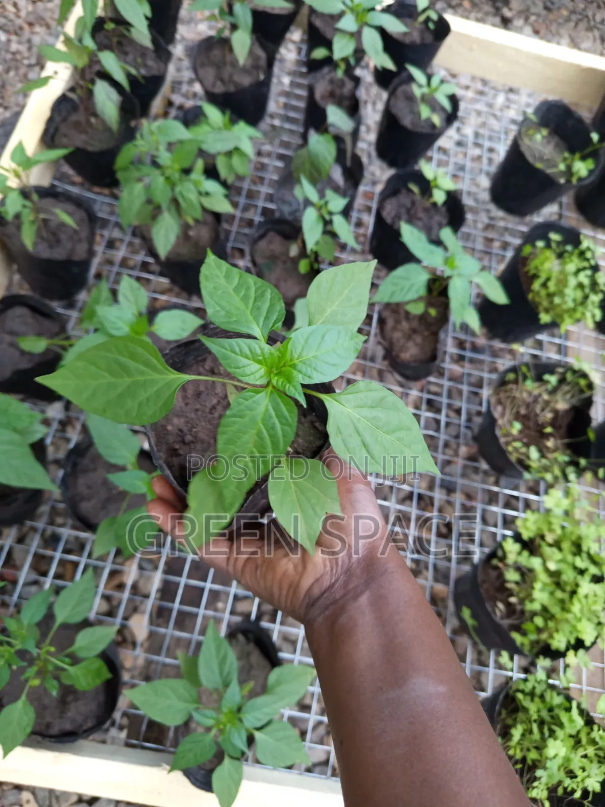 Black Habanero Pepper Seedlings