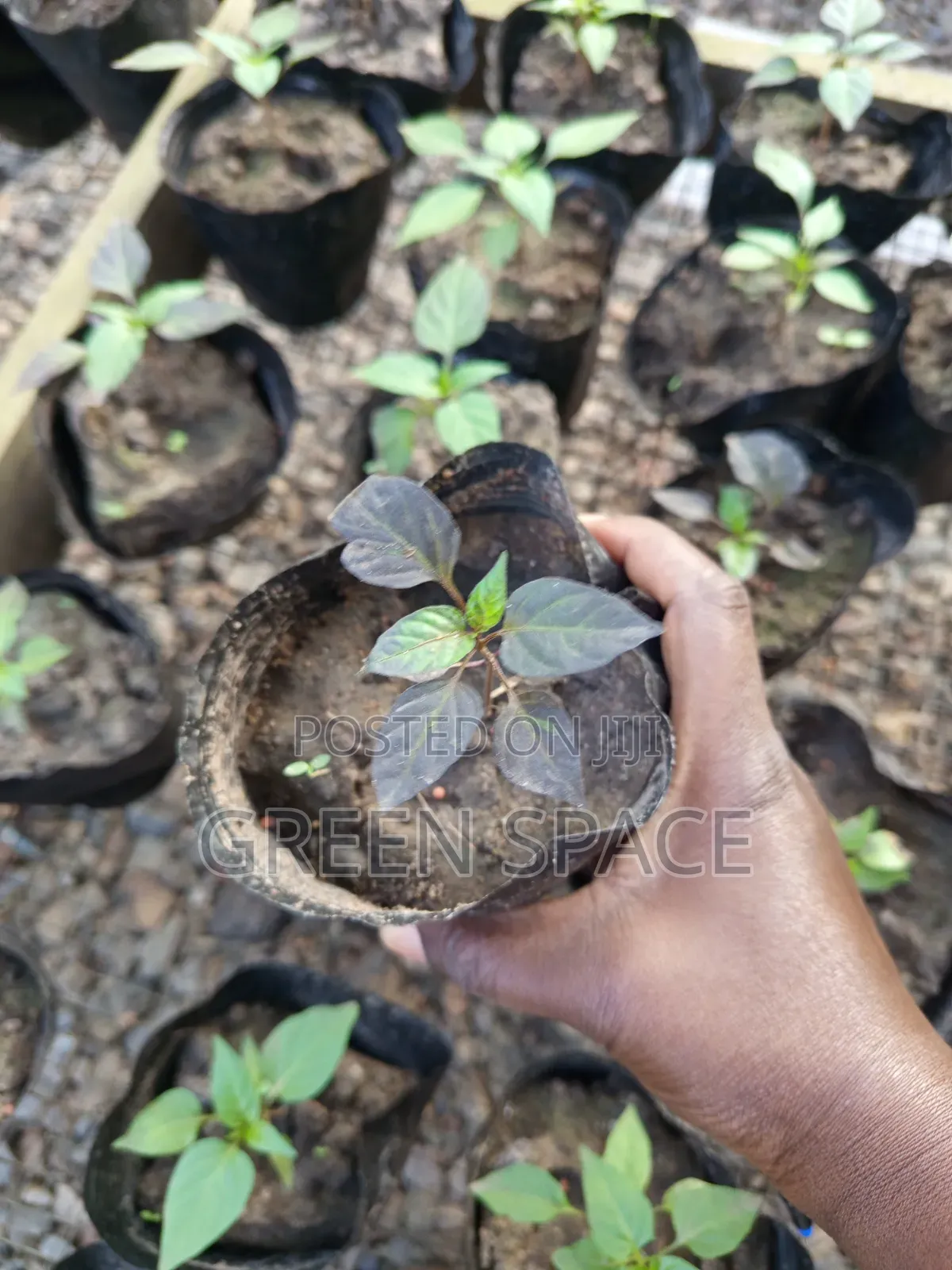 Black Habanero Pepper Seedlings