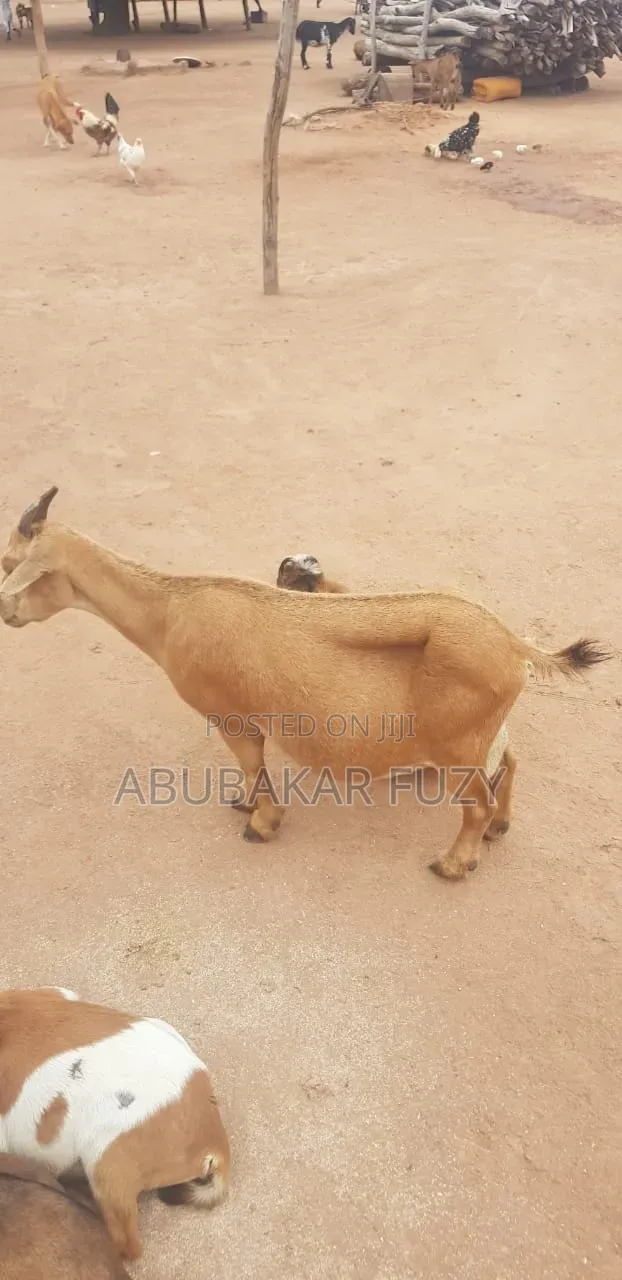 A Female Goat