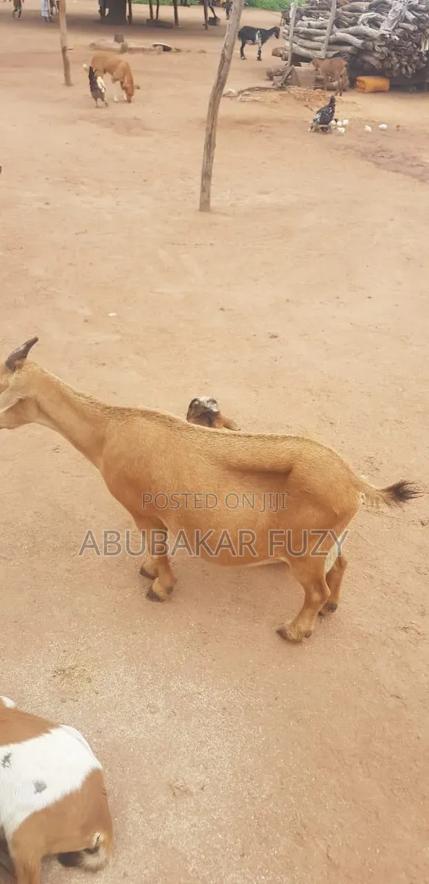 A Female Goat