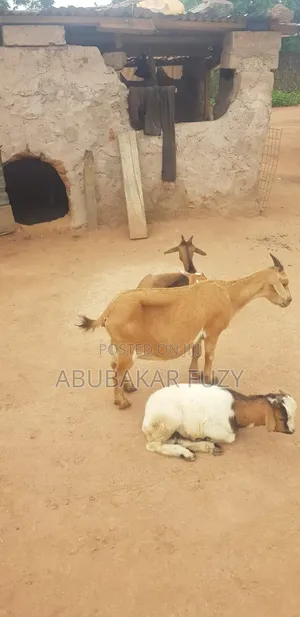 A Female Goat