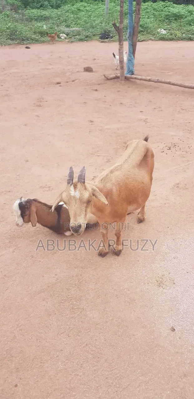A Female Goat