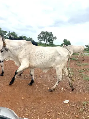 Healthy Cow Available for Sale
