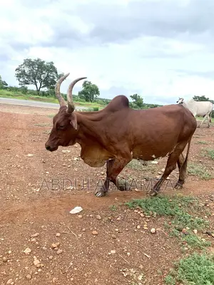 Healthy Cow Available for Sale