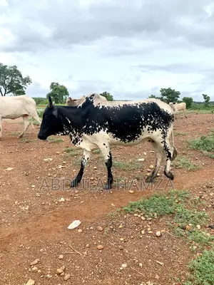Healthy Cow Available for Sale