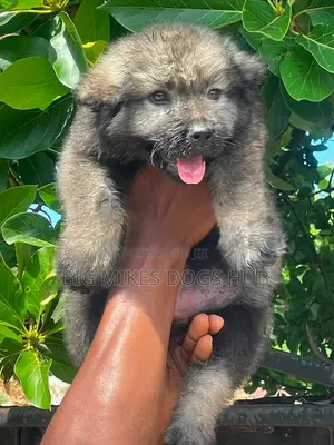 1-3 months Female Purebred Caucasian Shepherd