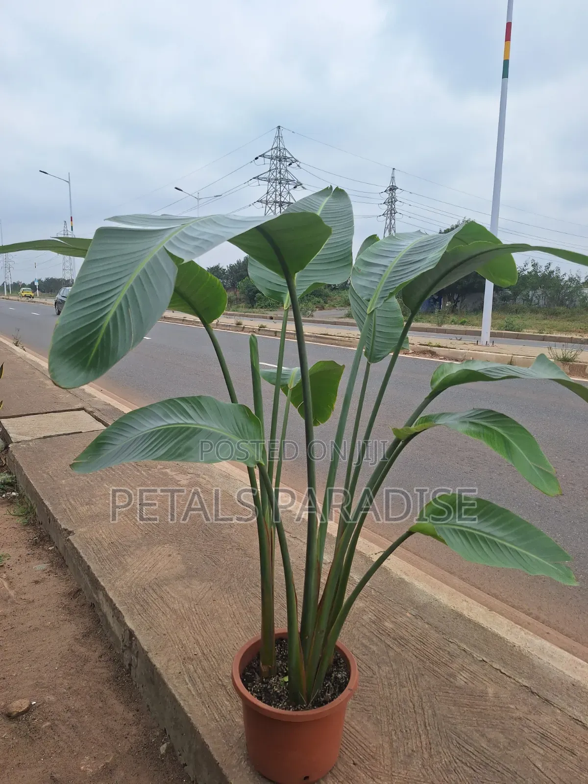 Bird of Paradise for Sale