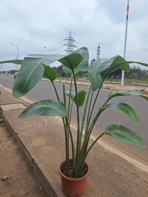 Bird of Paradise for Sale