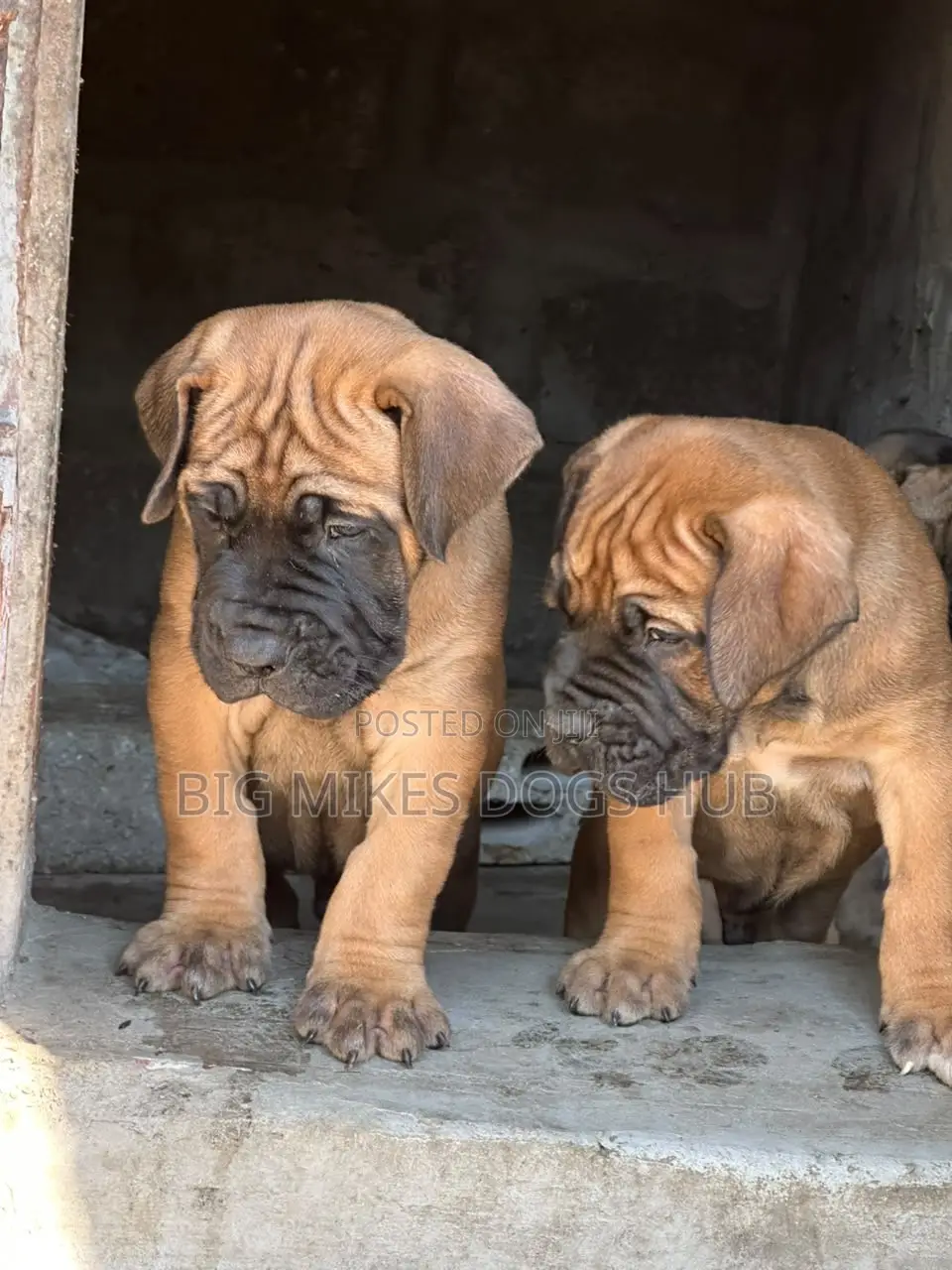 1-3 months Female Purebred Boerboel