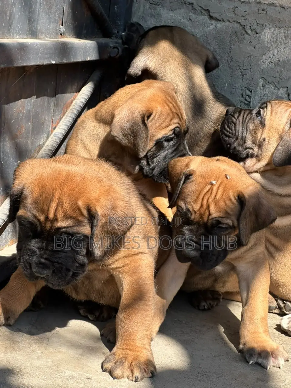 1-3 months Female Purebred Boerboel