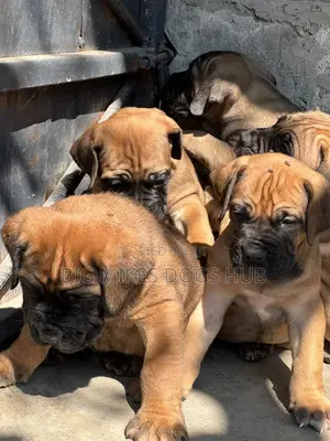1-3 months Female Purebred Boerboel