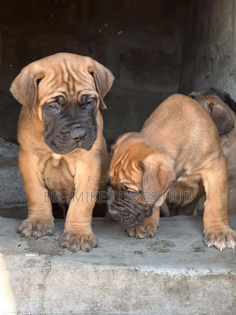 1-3 months Female Purebred Boerboel