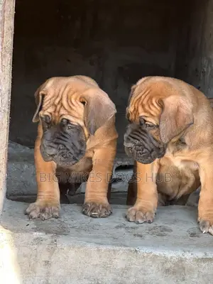 1-3 months Female Purebred Boerboel