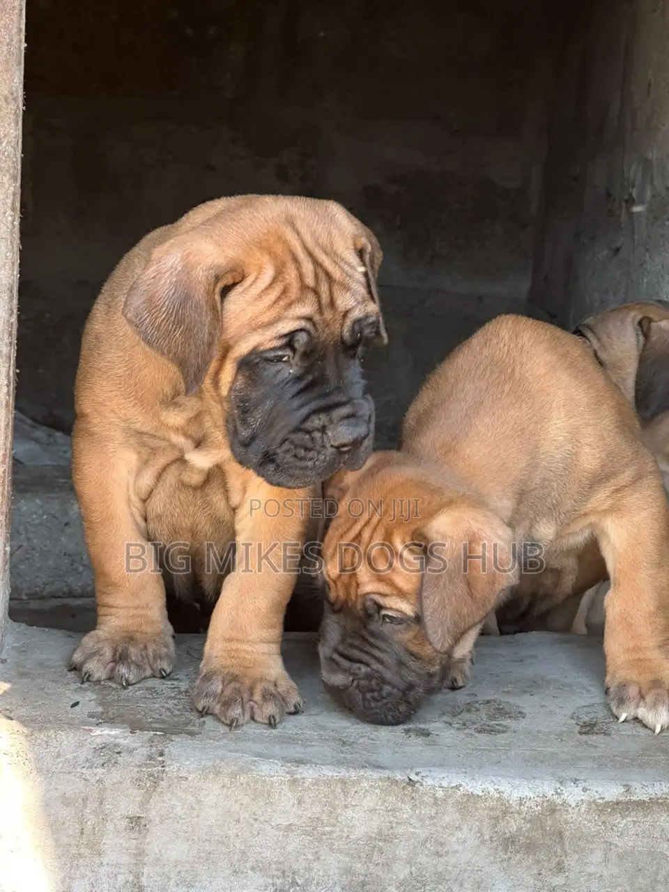 1-3 months Female Purebred Boerboel