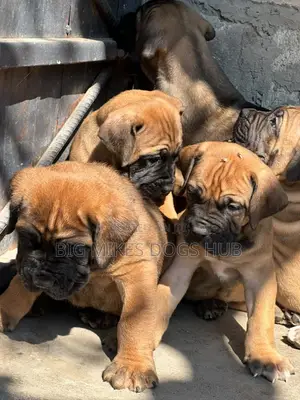 1-3 months Male Purebred Boerboel