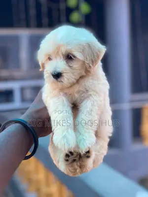 1-3 months Female Purebred Poodle