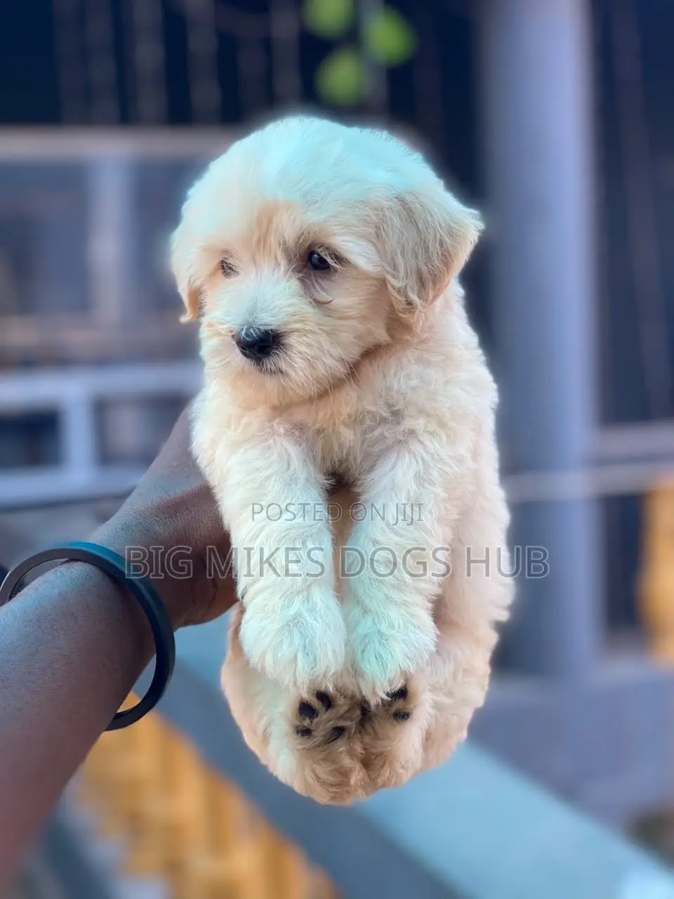 1-3 months Female Purebred Poodle