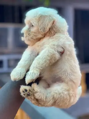 1-3 months Female Purebred Poodle