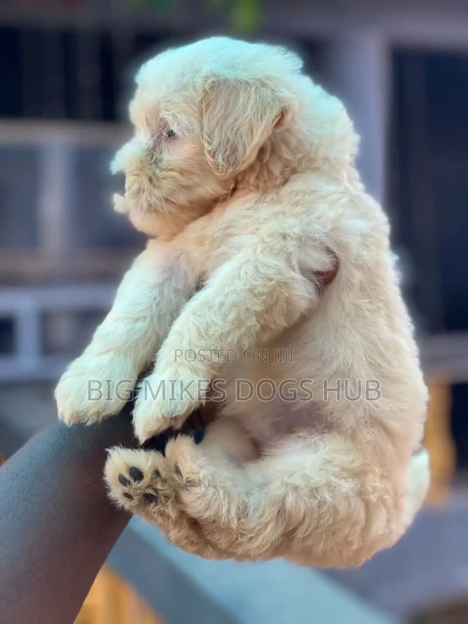 1-3 months Female Purebred Poodle