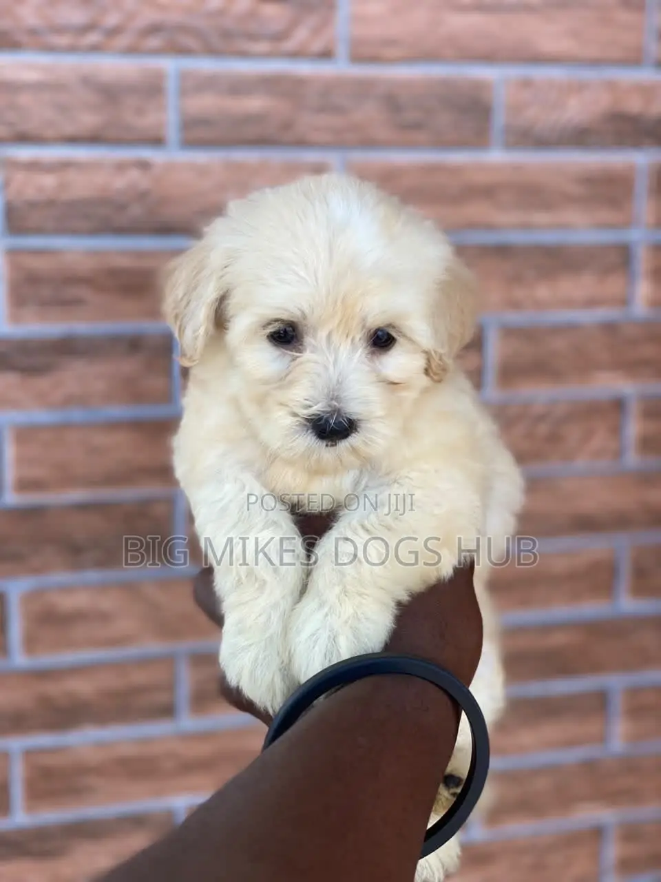 1-3 months Female Purebred Poodle